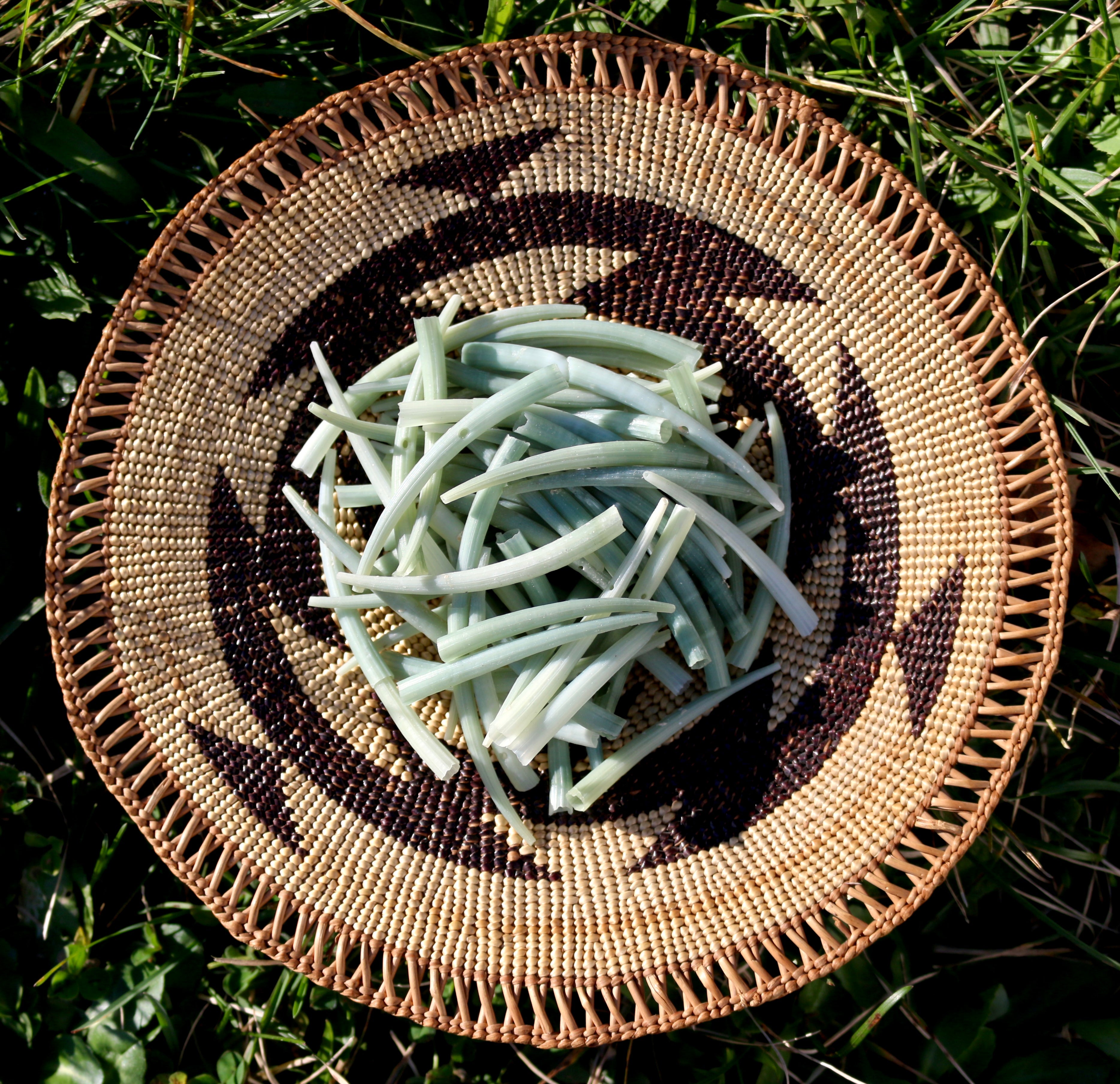 10 Pieces of 2-3" Green Dentalium Tusk Sea Shells ( Aprinum ), Hupa, Yurok, Karuk, Native American, Indigenous